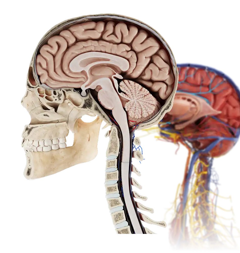 Anatomy model skull and brain