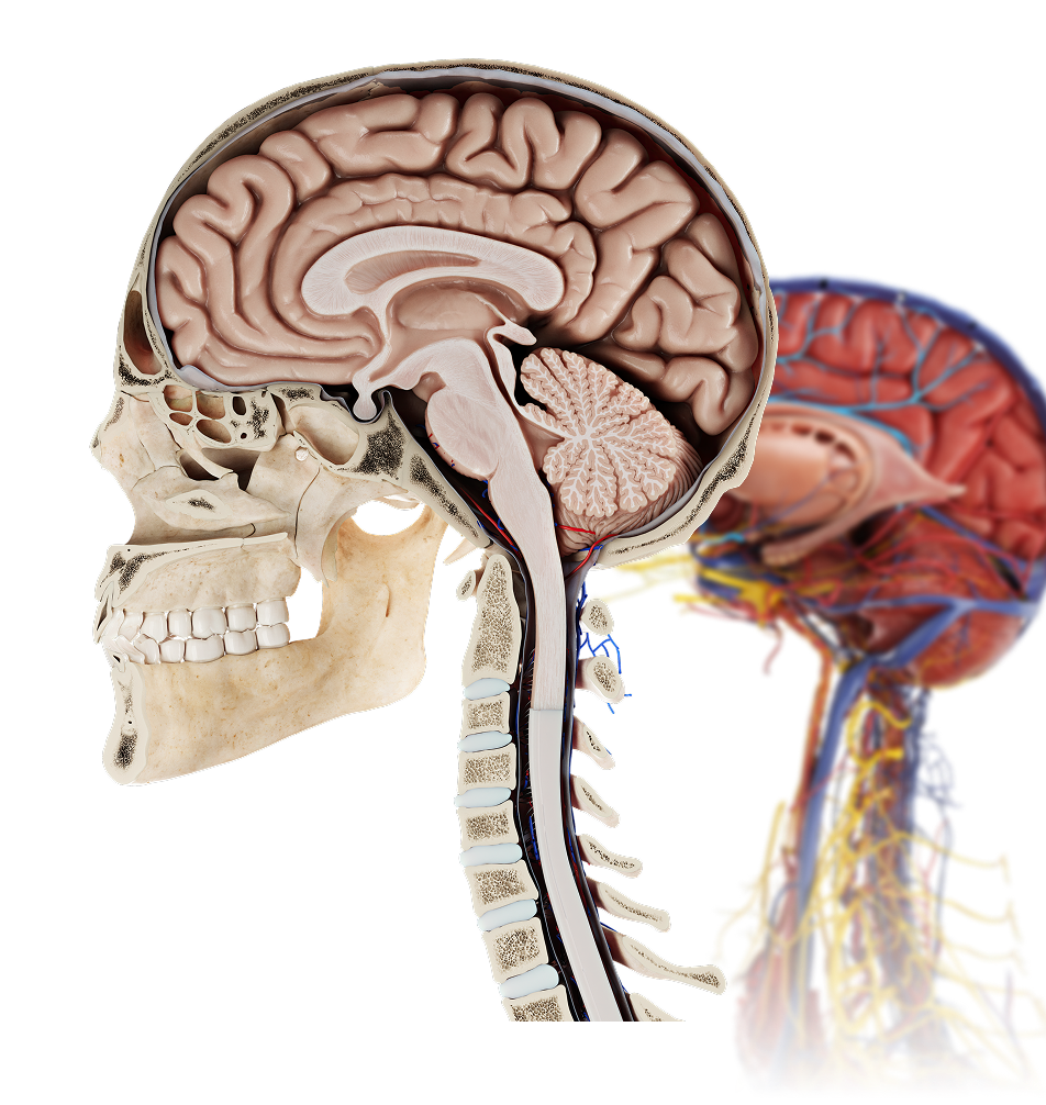 Anatomy model skull and brain