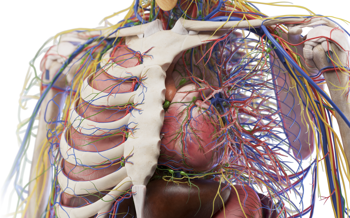 Medical anatomical visualization