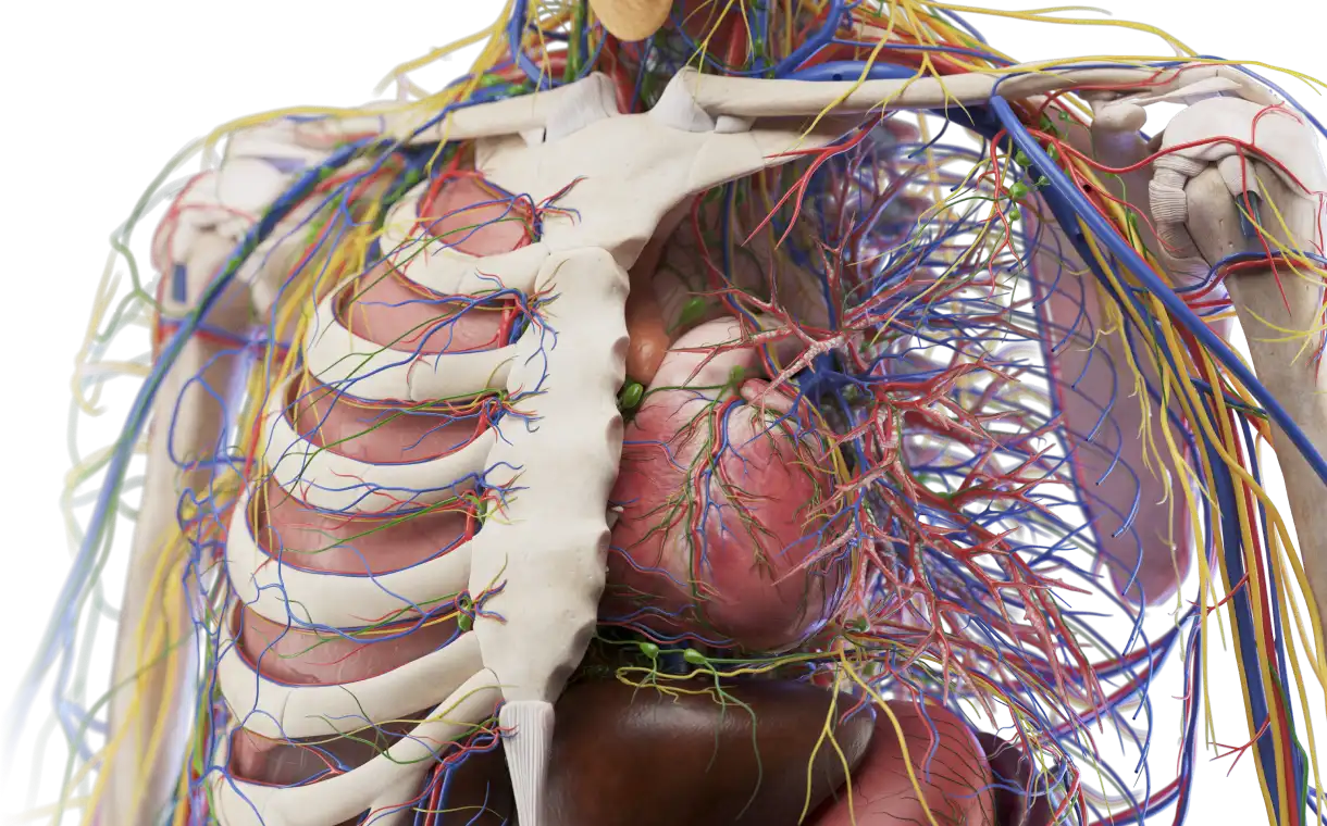 Medical anatomical visualization