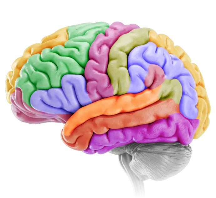Custom medical visuals brain