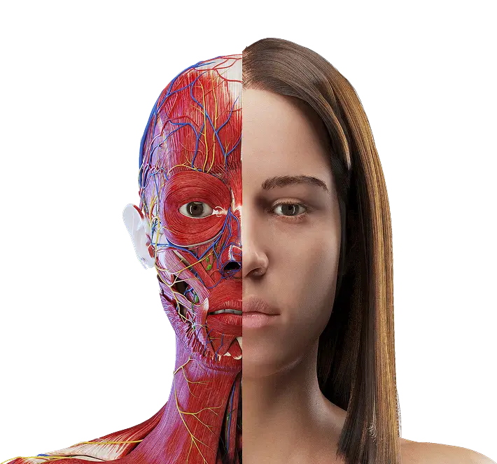 Medical illustrations and 3D anatomy animations preview