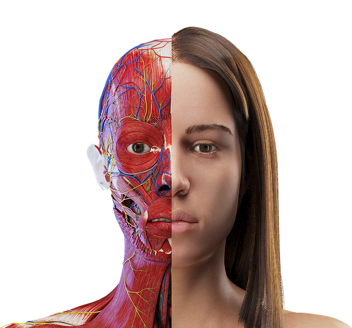 Medical illustrations and 3D anatomy animations preview