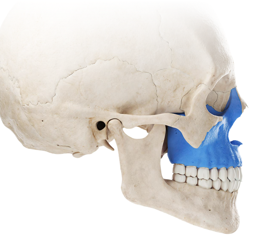 Expert-verified medical illustration preview