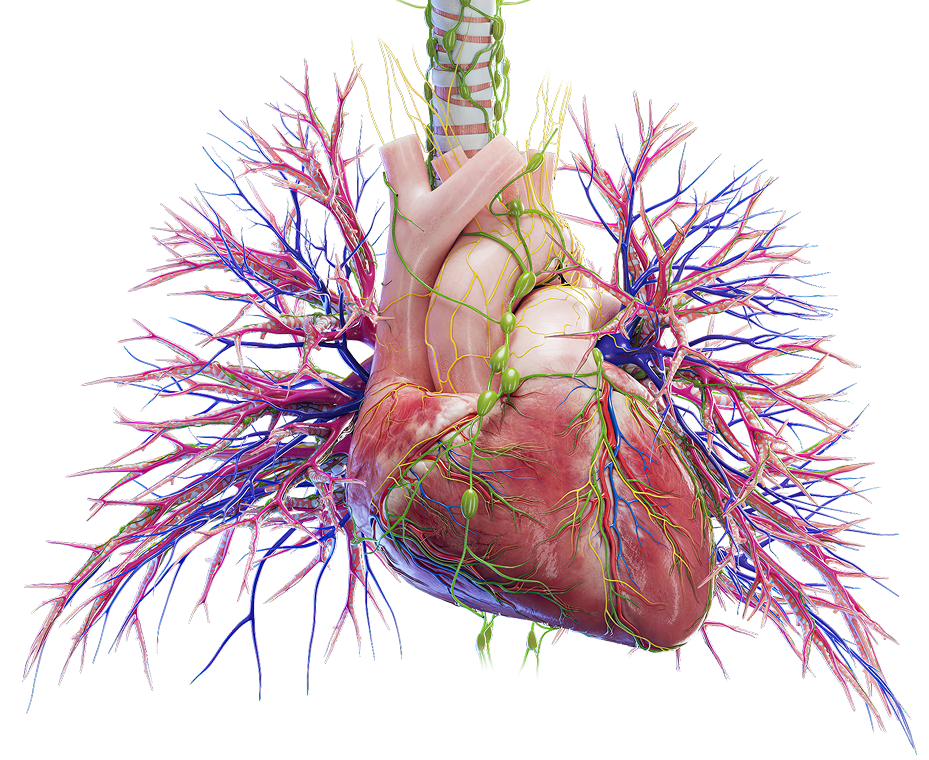 Hero section image of medical illustrations and 3D anatomy animations