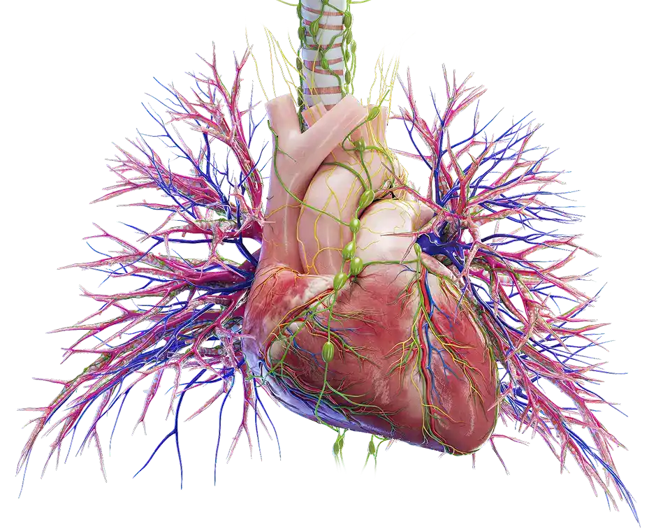 Hero section image of medical illustrations and 3D anatomy animations