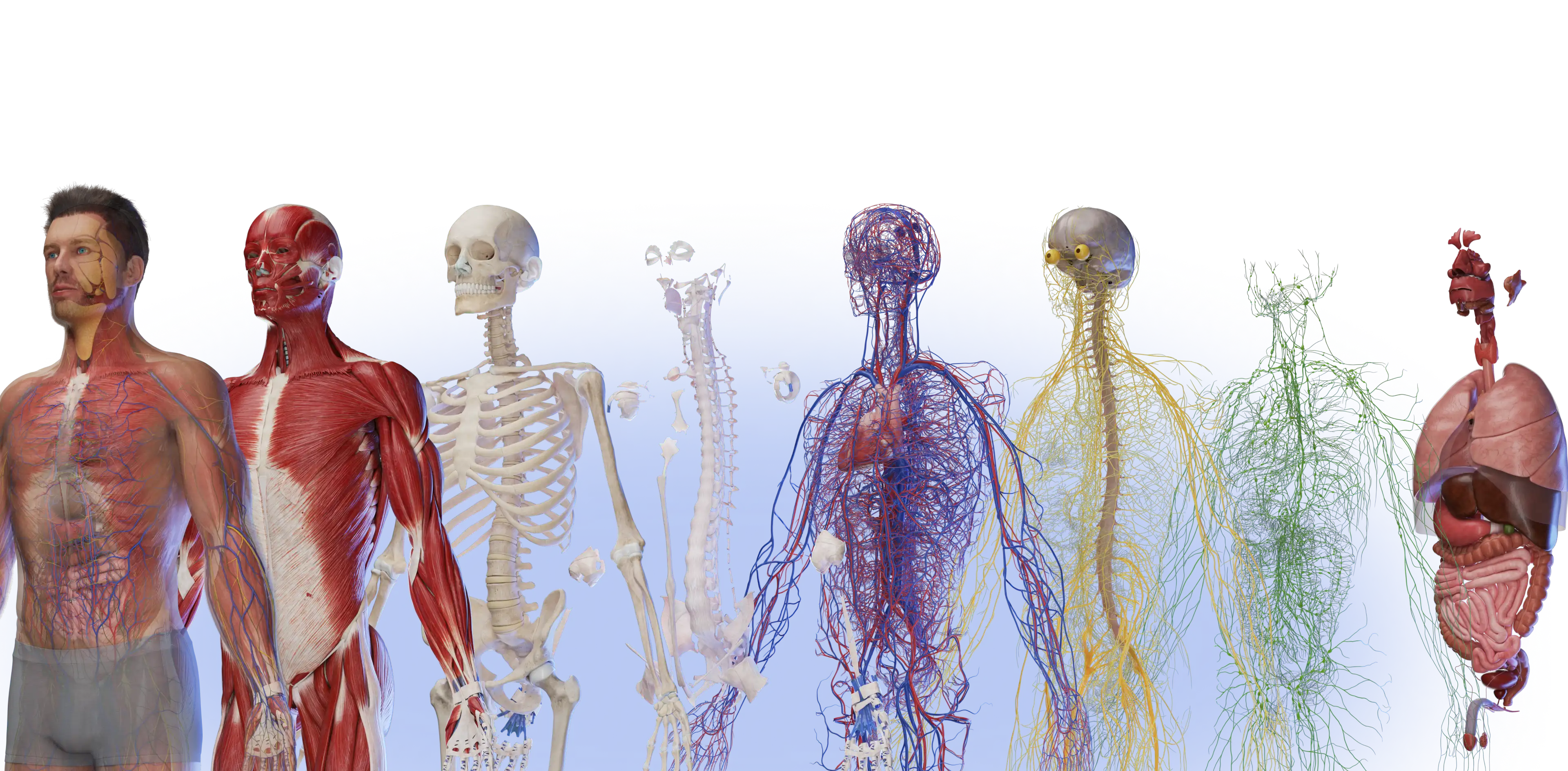 Human body layers