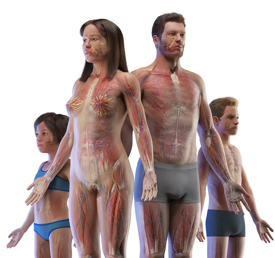 Human anatomy models