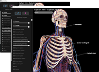3D anatomy software interface