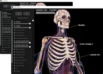 3D anatomy software interface