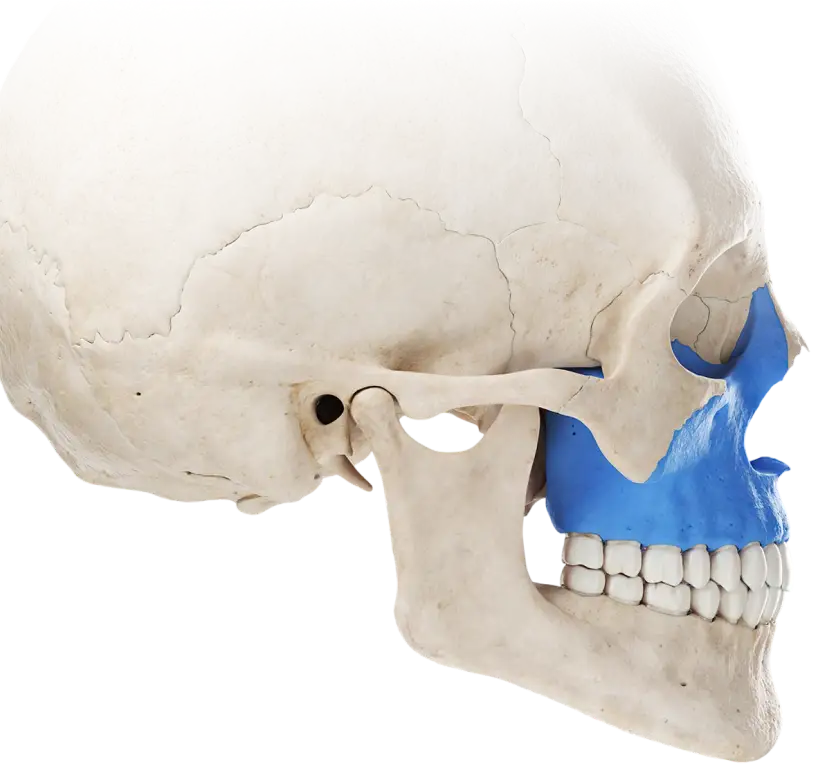 Expert-verified medical illustration preview
